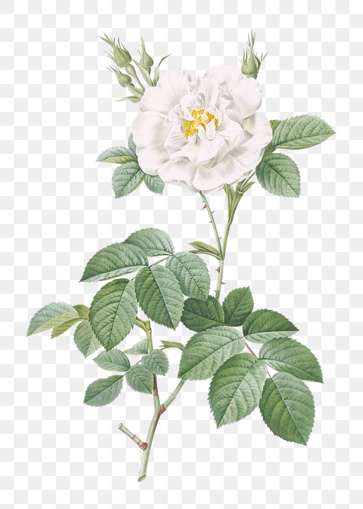 Vintage ordinary white rose transparent png