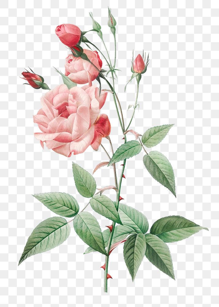 Common rose of India transparent png