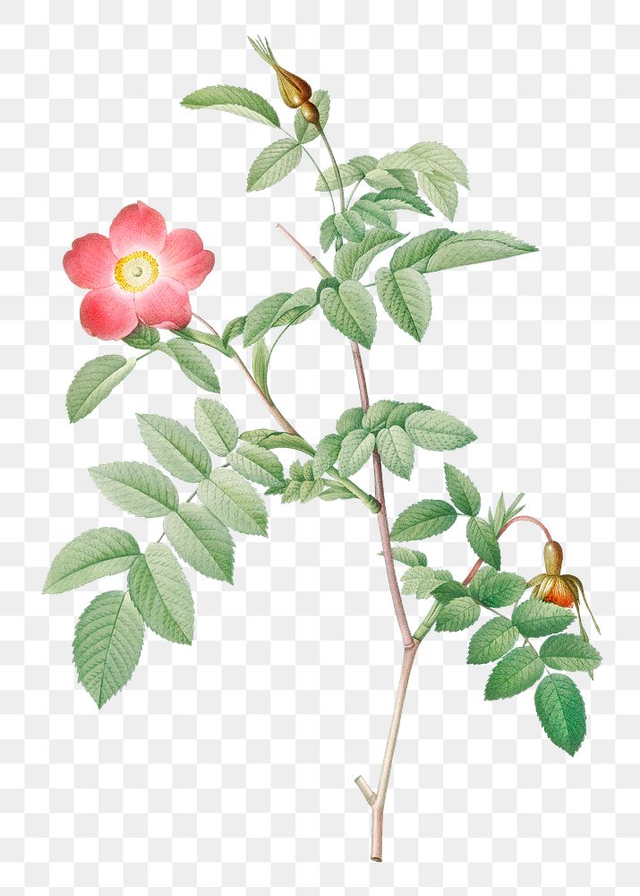 Vintage rose of the alps with hanging berries transparent png