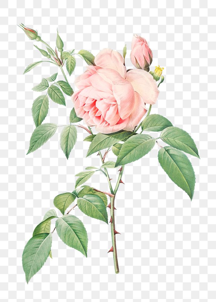 Vintage blooming fragrant rosebush transparent png
