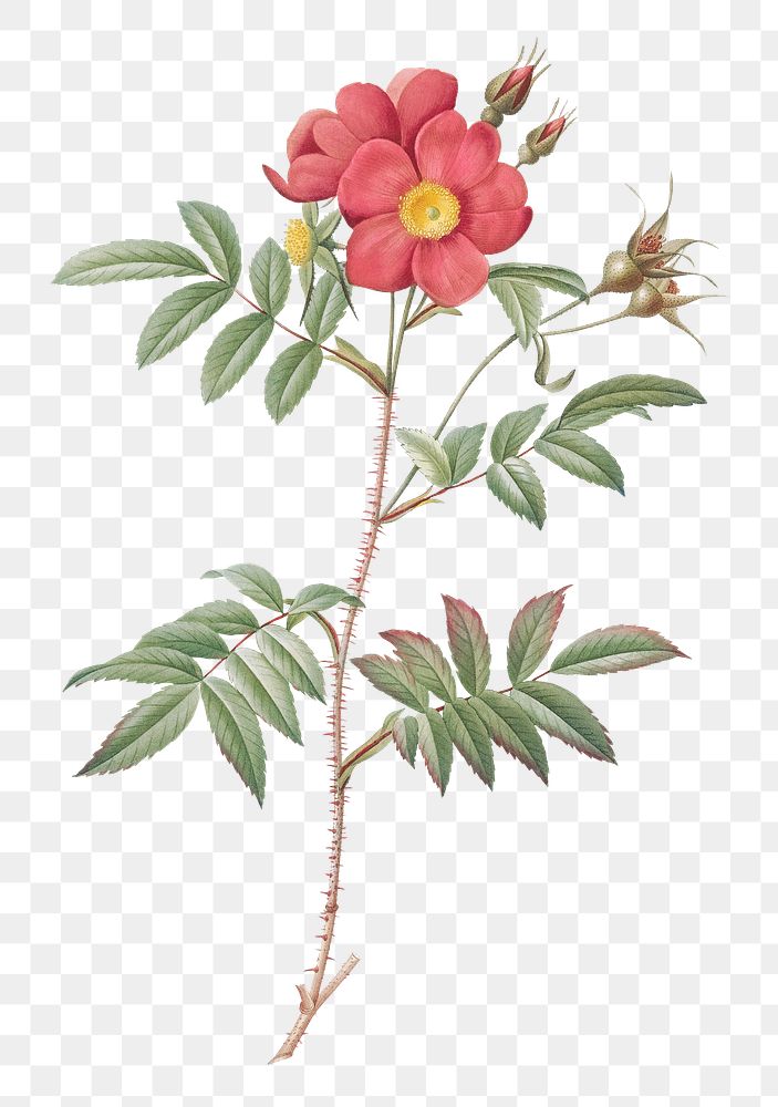 Rose tree with red stems and spines transparent png