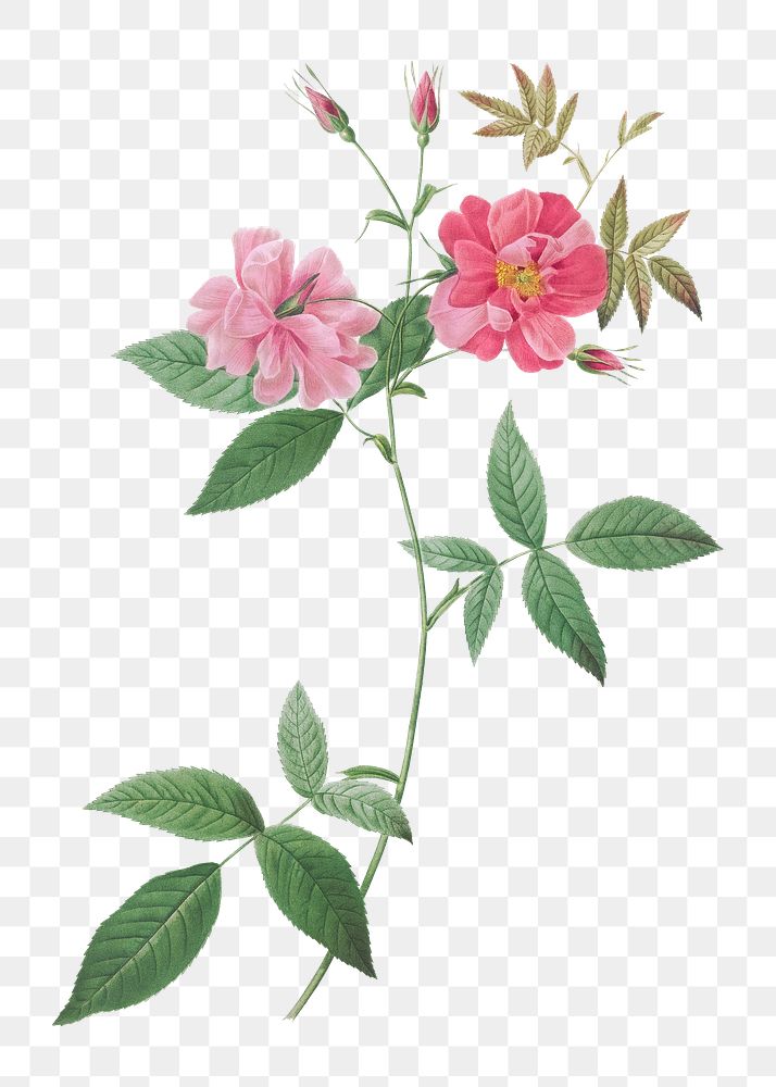 Vintage blooming hudson rosehip illustration