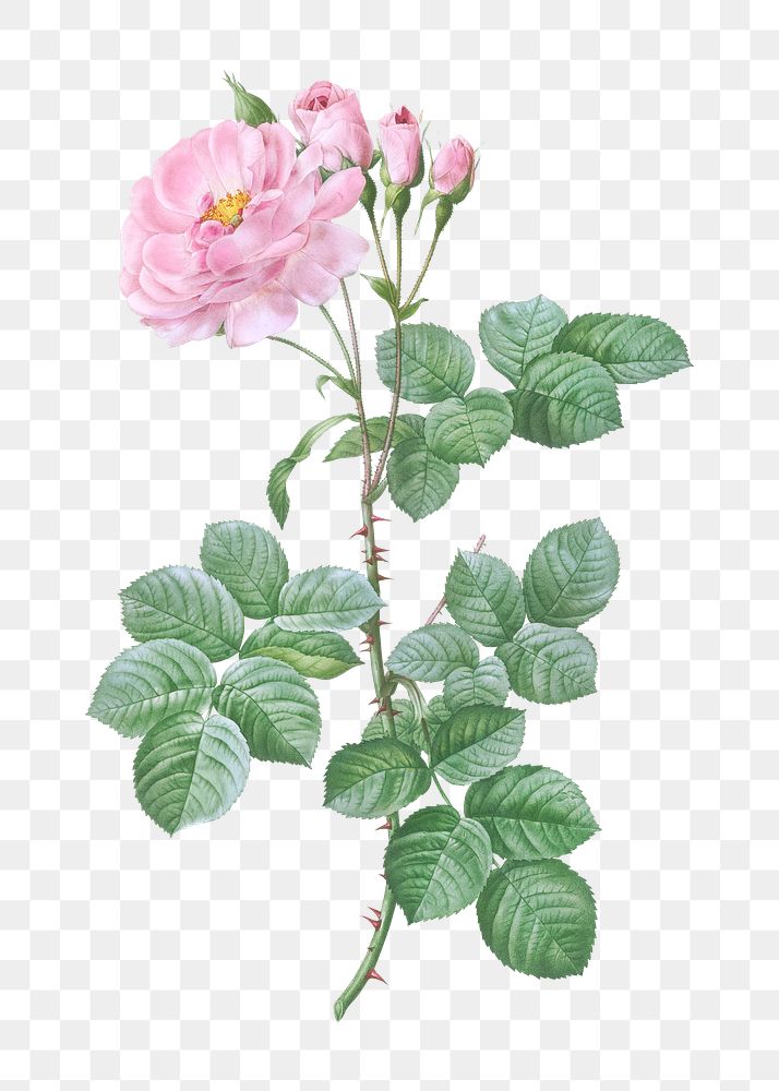 Vintage blooming damask rose transparent png