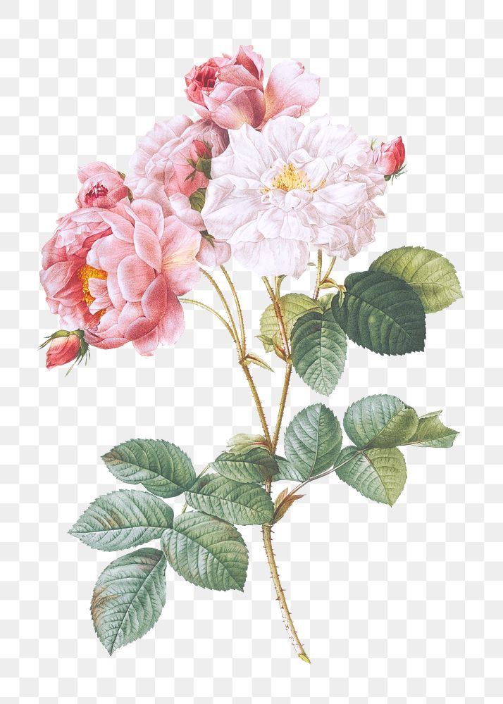 Blooming pink rosebush transparent png