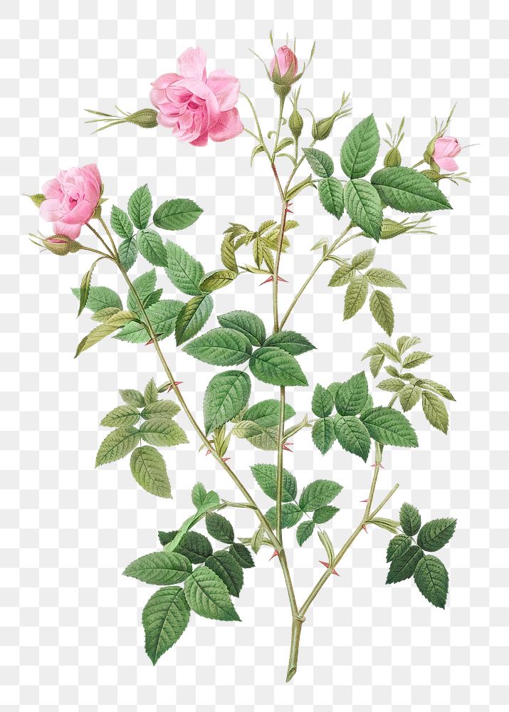 Rosebush with small flowers transparent png