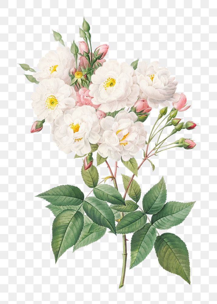 Rose of Phillippe Noisette transparent png