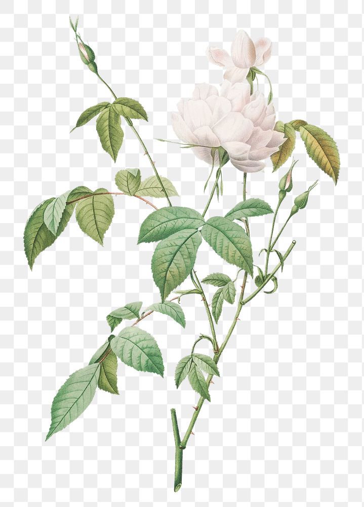 Bengal rose with white flowers transparent png