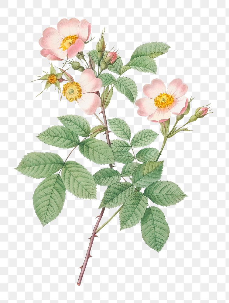 Short-styled field rose transparent png