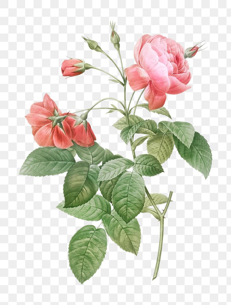 Rosebush with leaning buttons transparent png