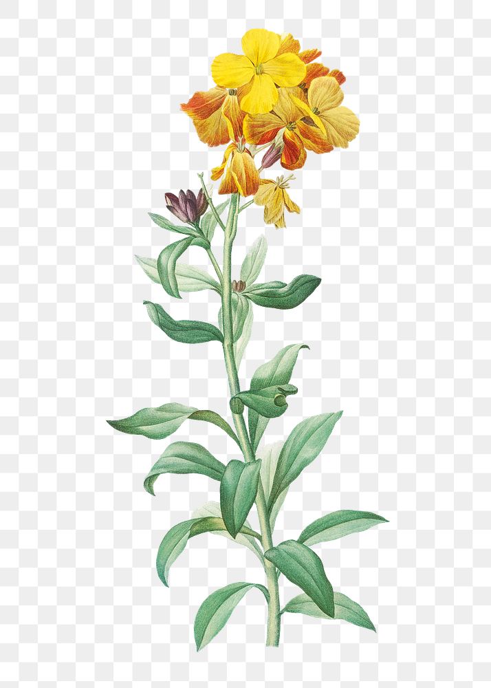 Vintage yellow wallflower transparent png