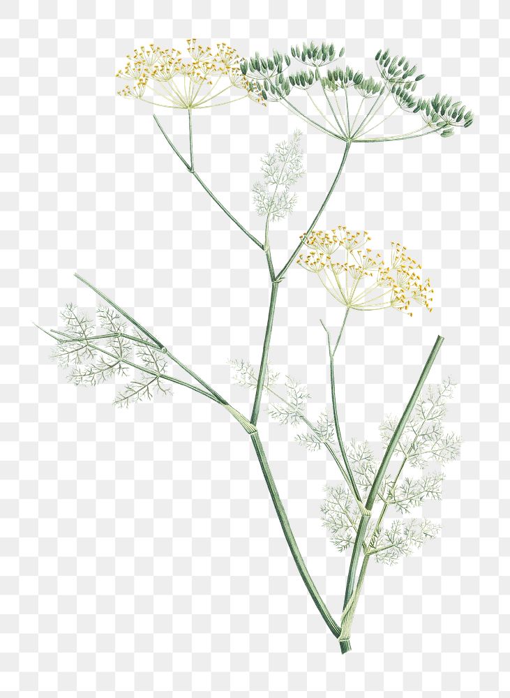 Vintage fennel flowering plant transparent png