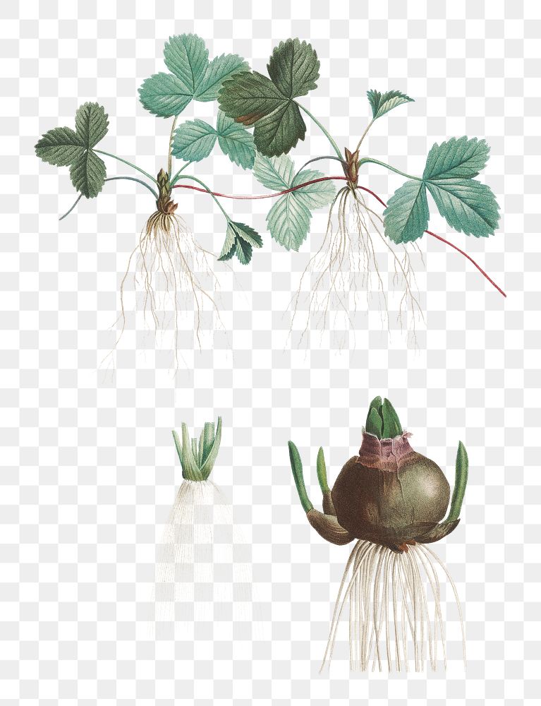 Vintage strawberry plant transparent png