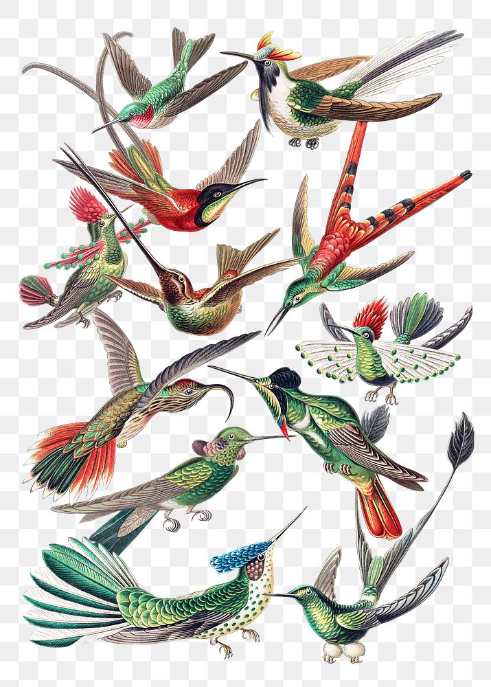 Vintage hummingbird illustrations set transparent | Free PNG - rawpixel