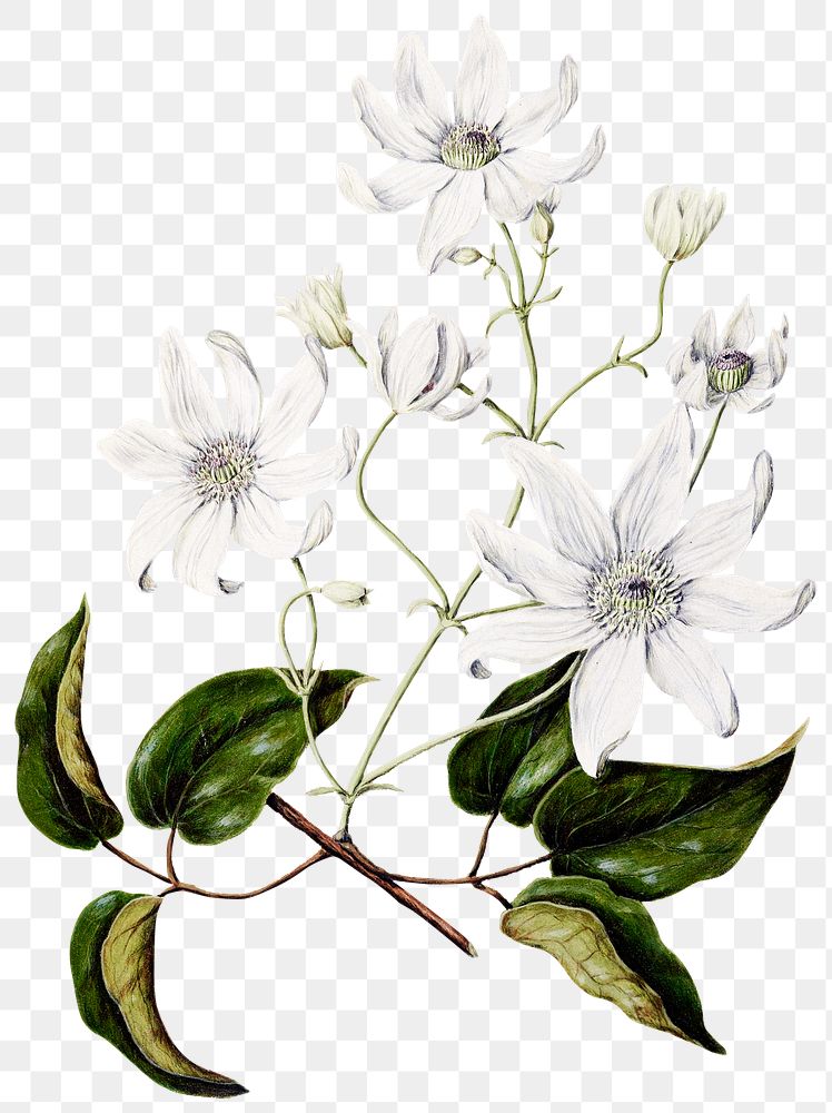 White flower png sticker, vintage clematis botanical illustration, remix from the artwork of Sarah Featon