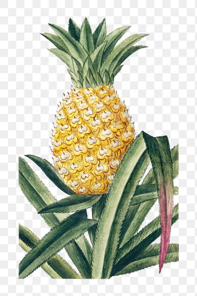 Pineapple transparent png