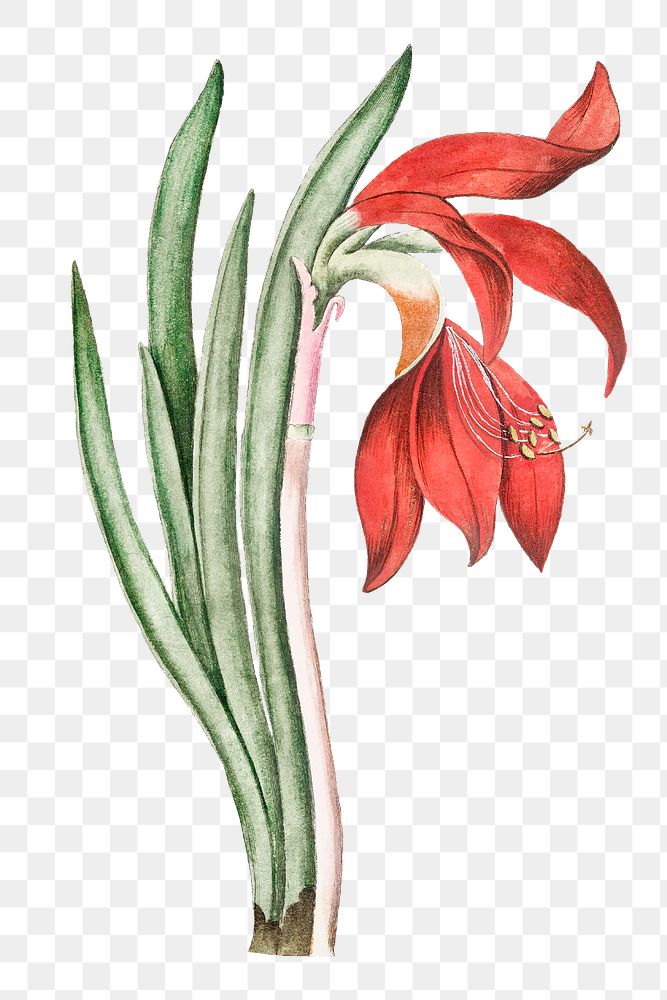 Red Lily Daffodil flower transparent png