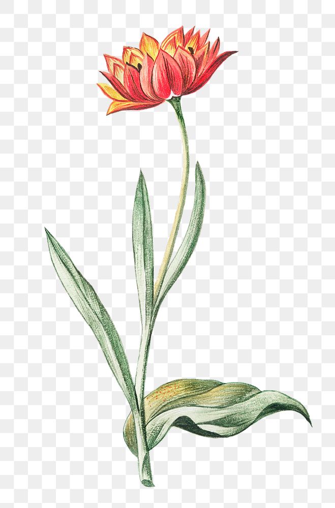 Multicolored Tulip flower transparent png