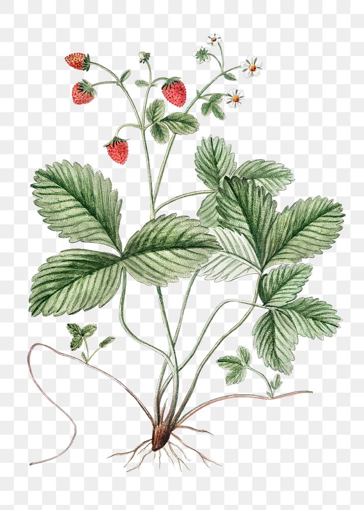 Wild Strawberry plant transparent png
