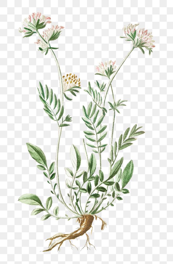 Kidney Vetch transparent png