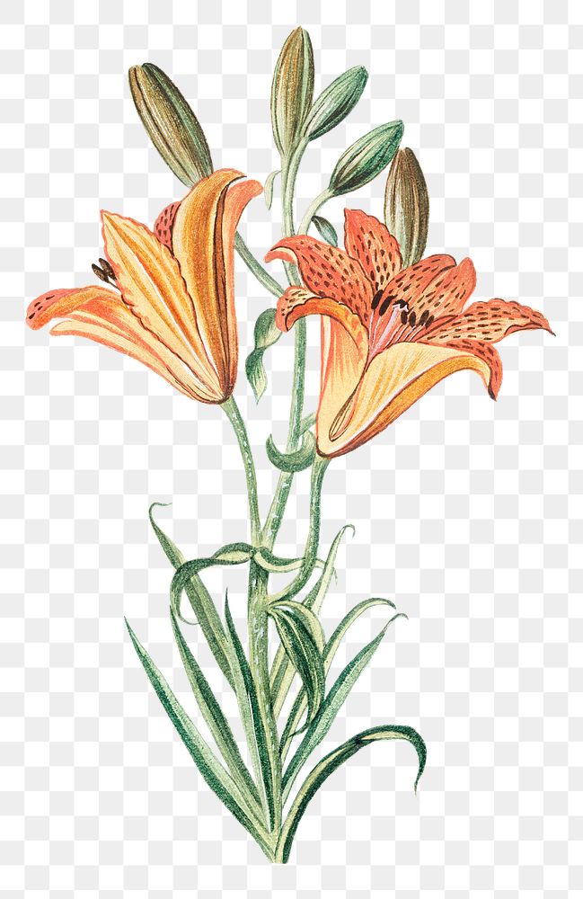 Orange Lily transparent png