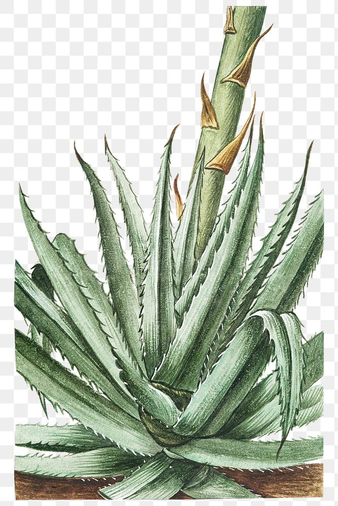 Aloe vulgaris transparent png
