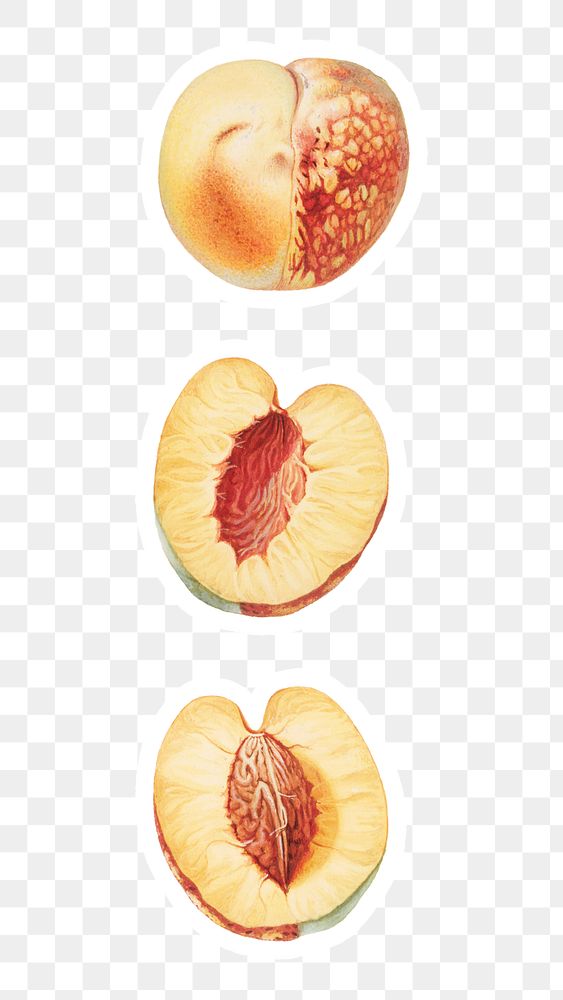 Hand drawn nectarine fruit sticker design element
