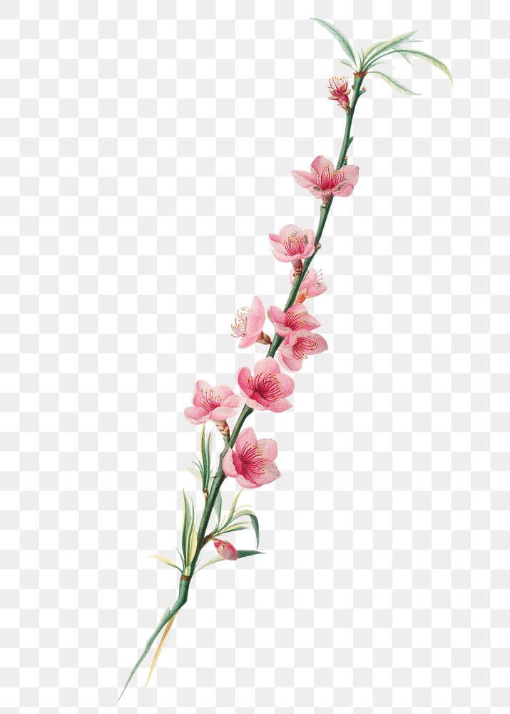 Hand drawn peach blossom flower design element