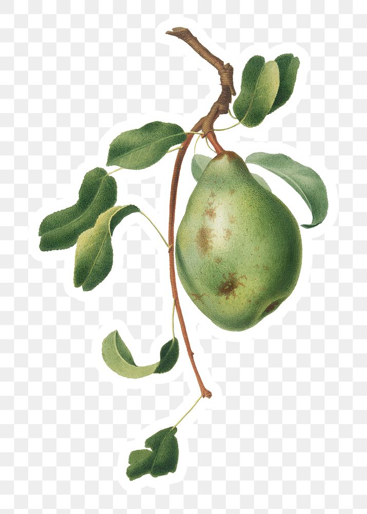 Hand drawn pear fruit sticker design element