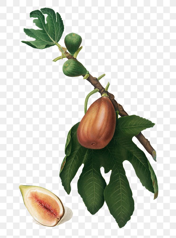 Hand drawn fig fruit design element