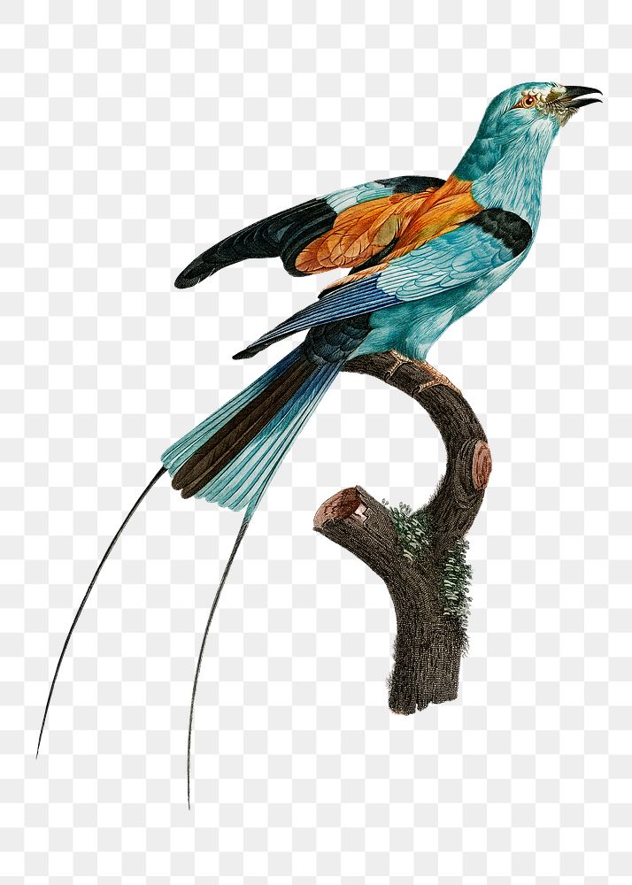 Vintage long stranded African roller | Free PNG Sticker - rawpixel