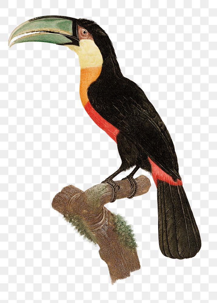 Red billed toucan bird png vintage drawing illustration