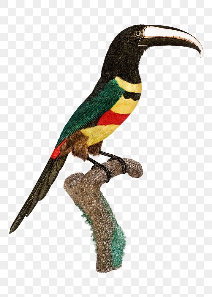 Vintage black necked Aracari bird illustration png
