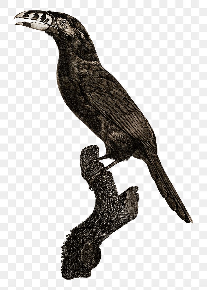 Vintage black necked Aracari bird png animal sticker