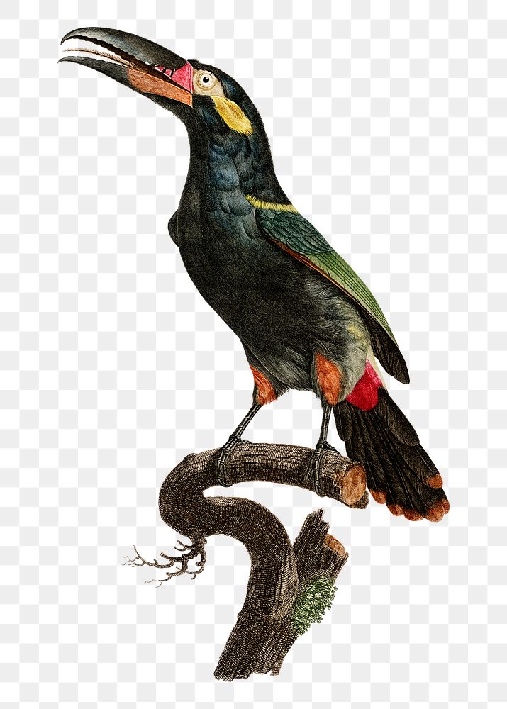 Black necked Aracari bird png vintage drawing illustration