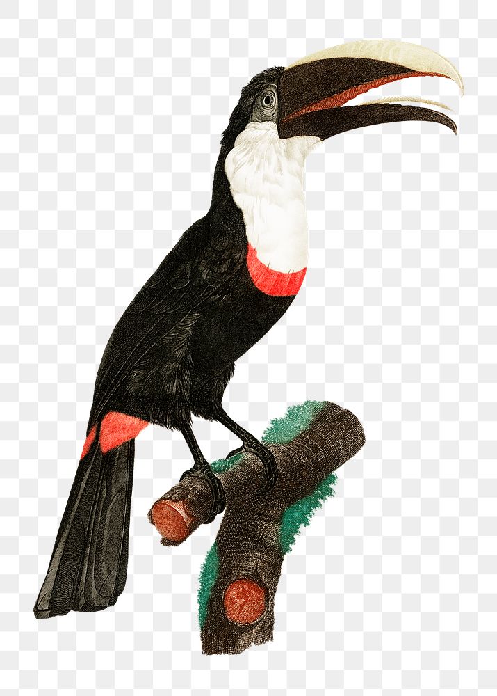 Toco toucan bird png vintage drawing illustration