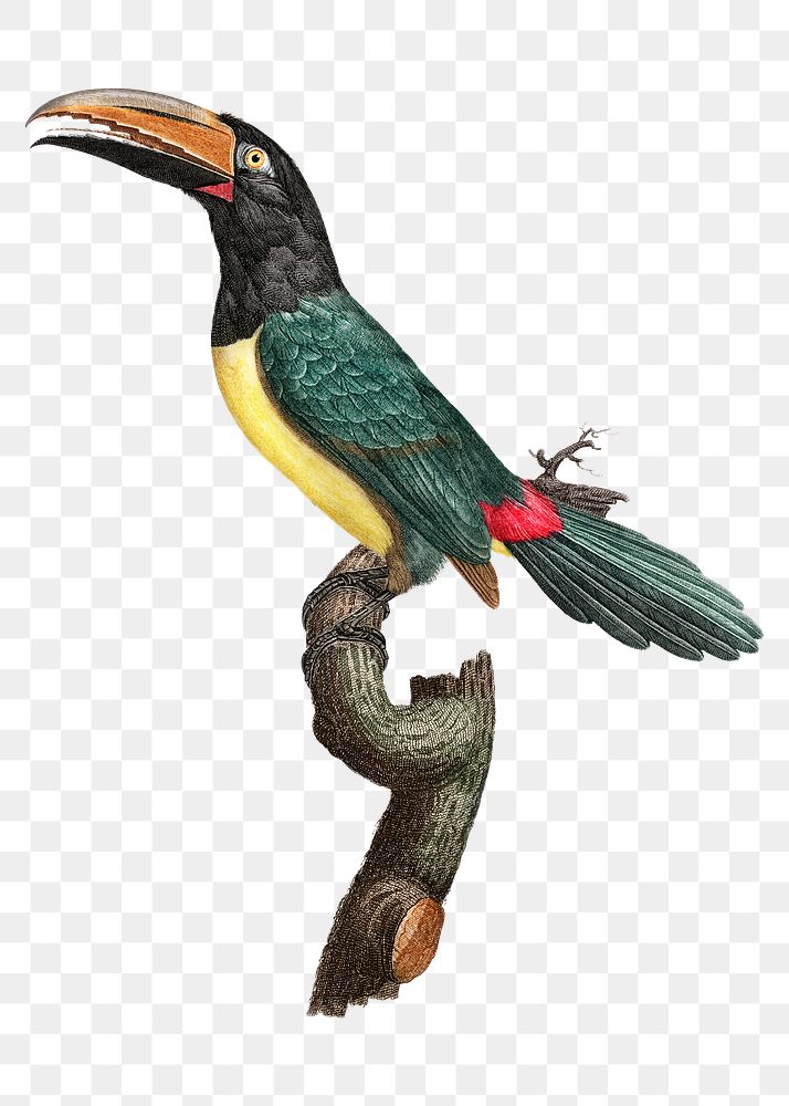Vintage green aracari bird illustration png