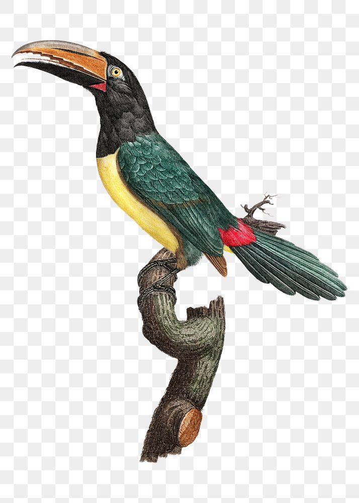 Vintage green aracari bird illustration | Free PNG Sticker - rawpixel