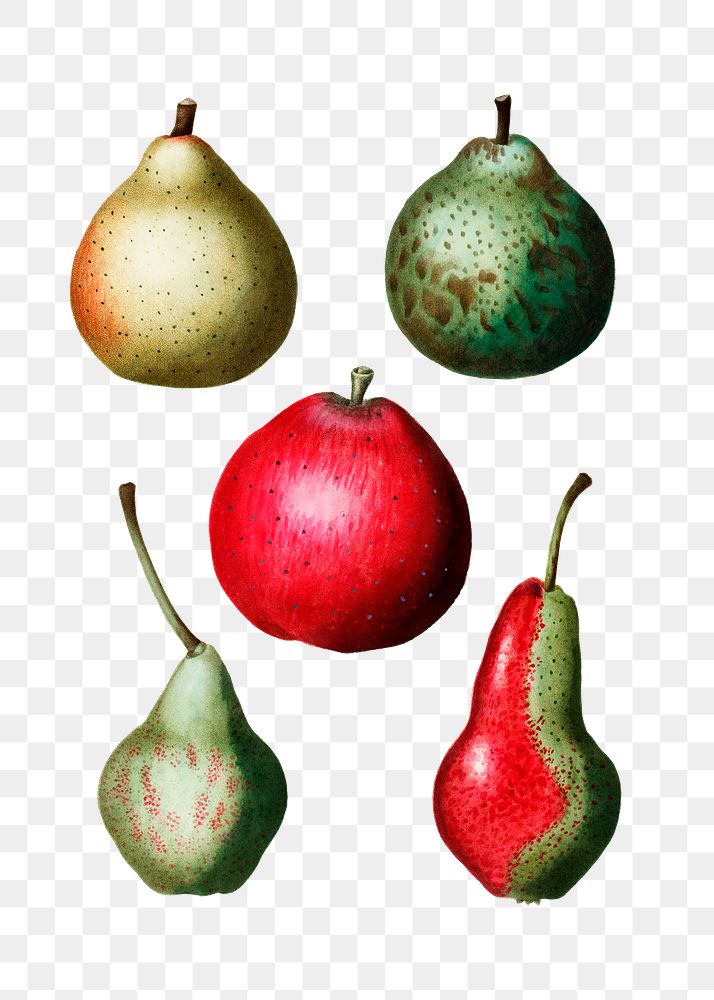 Pear fruit shapes transparent png