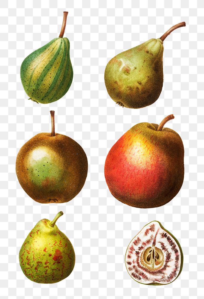 Ripe pear fruits transparent png