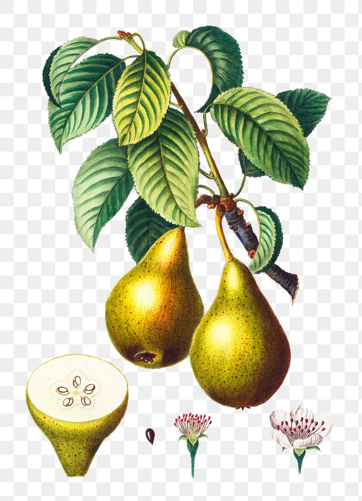 Pears on a branch transparent png