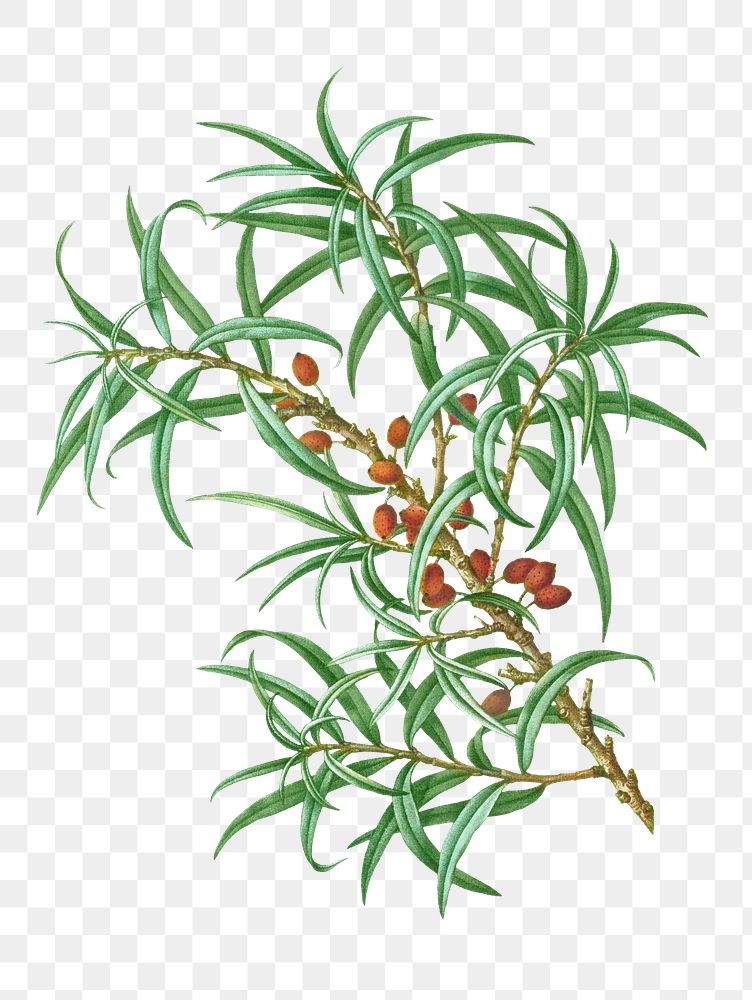 Common sea buckthorn plant transparent png