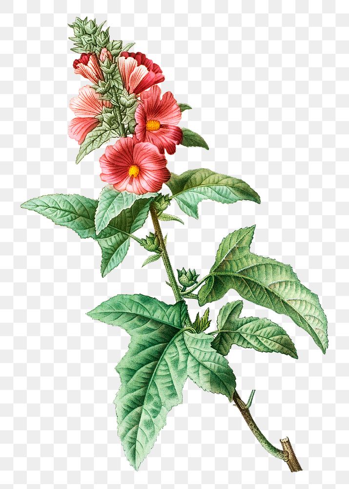 Tree mallow plant transparent png