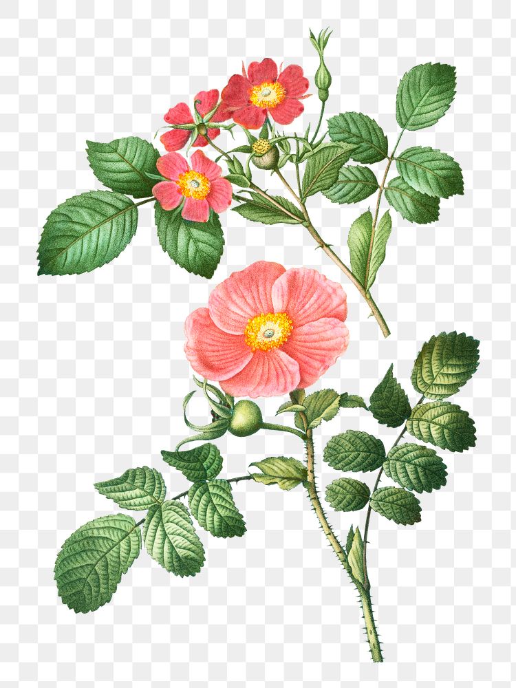 Redleaf rose and Japanese rose plant transparent png