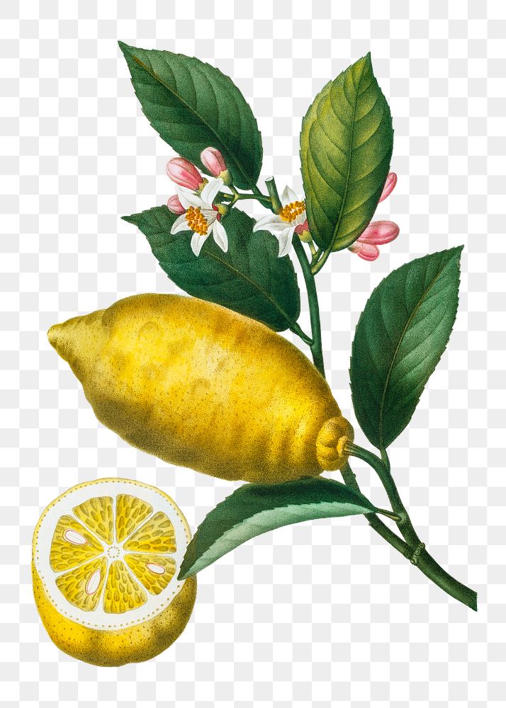 Lemon with leaves and a half-cul lemon transparent png