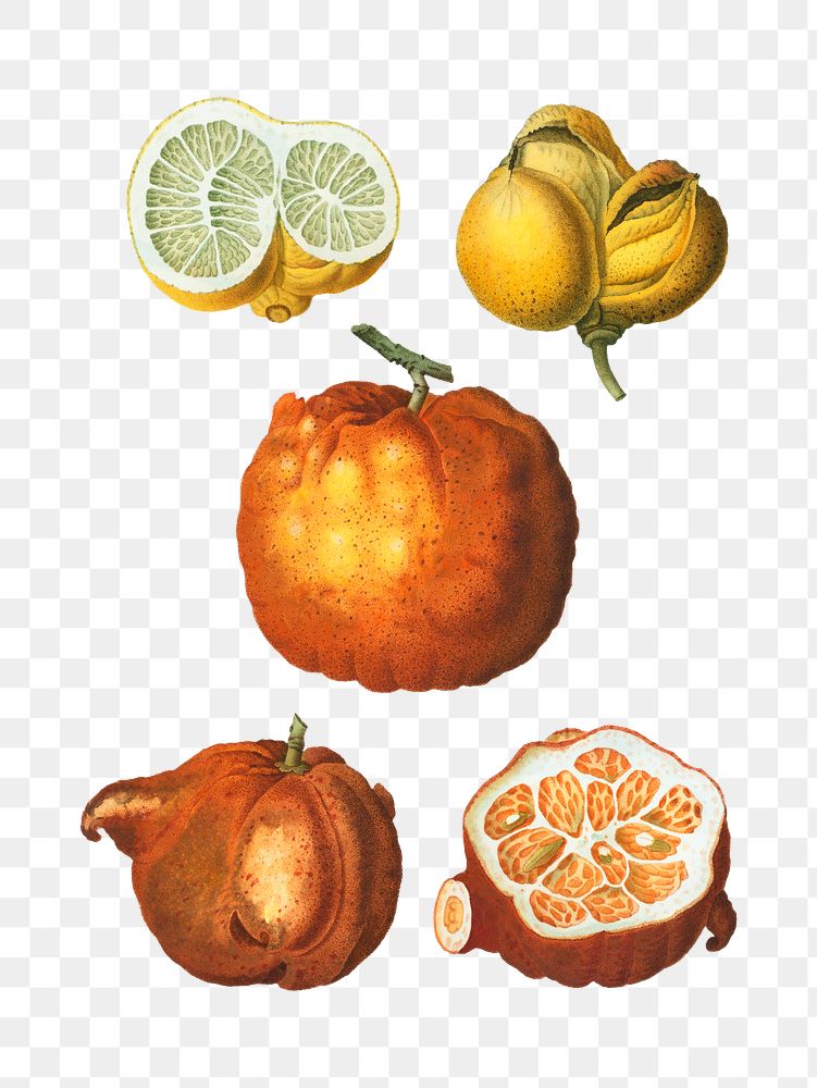 Citrus in various shapes transparent png