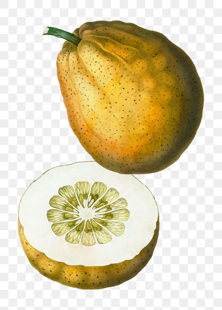 Pomelo fruit transparent png