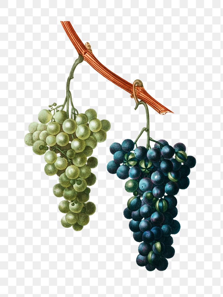 Grape vine fruits transparent png