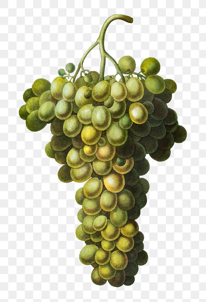 Green grape vine transparent png