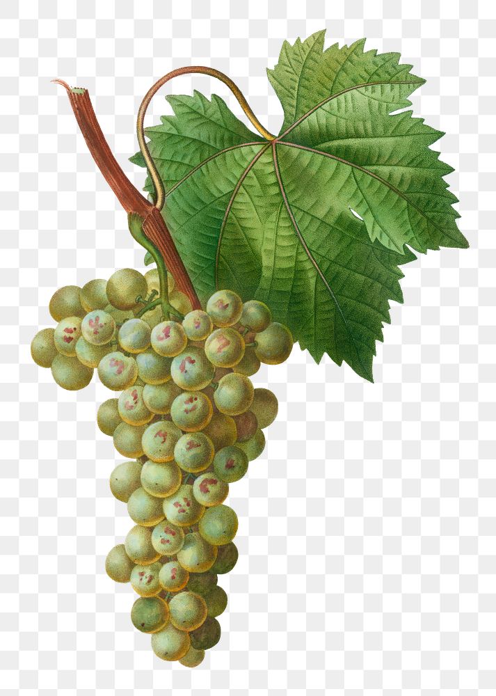Vintage grape vine branch transparent png