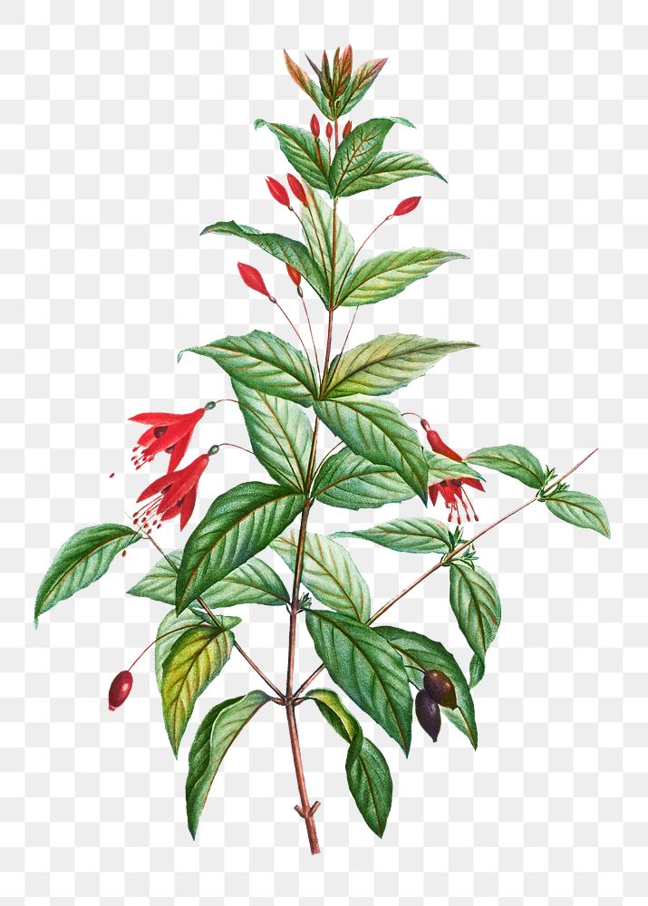 ardy fuchsia plant transparent png